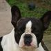 Bulldog Frances "Little Cloud" - Facebook