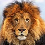 Francesco L. Bertoli - @francescol.bertoli - Instagram