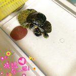 Francis Colvin - @eatsbugssynchro - Instagram