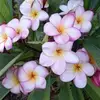 Fran Cornish - @fran.cornish - TikTok