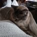 Frances Cottrell - Facebook