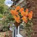 Frances Cottrell - Facebook