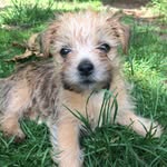 Frances Cronin - @alittledogcalledyumi - Instagram