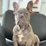 @buldogfrancesdewalt - Instagram