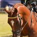 Frances Dick Equestrian - Facebook