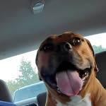 Frances Dietrich - @francesdietrich4224 - Instagram
