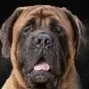 francesdietrich1 - @francesdietrich1 - TikTok