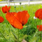 Frances Donald - Facebook