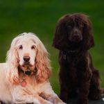 Frances Doughty - @fentyandphoebespaniels - Instagram