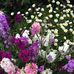 Frances Downs - Facebook