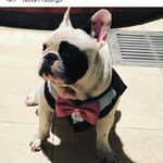 Duff - @duffbulldogfrances - Instagram