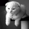 franco 12frances egan - @franco.12frances - TikTok