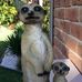 Frances Ellis - Facebook