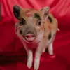 frances the mini pig ⭐️ - @francesthepig - TikTok