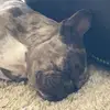 Frenchie Life - @francesfinest - TikTok