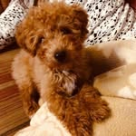 Frances Fu - @xiaoye0305 - Instagram