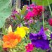 Francesca Gaffney - Facebook