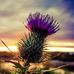 Frances Gamble - Facebook