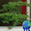 Frances Gan - @frances.gan - TikTok