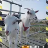FrancesGentry - @donatjlgkra - TikTok