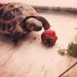 Frances George - @francesthetortoise - Instagram