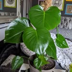 frances goodyear - @barry_the_monstera - Instagram