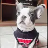 Grafith Luna Maia Tabosa Dog - @grafith.bullfrances - TikTok