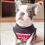 Grafith Luna Maia Tabosa Dog - @grafith.bullfrances - Instagram