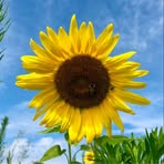 Francesca Greenleaf - Facebook