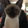 Frances Benson Hancock - @frances.benson.ha - TikTok