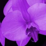 Frances Hanson-Grow - @hansongrow - Instagram