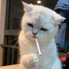 FrancesHardingVS - @franceshardingvs - TikTok