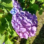 Frances Harrington - Facebook
