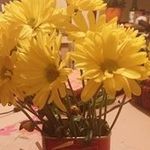 L. Frances Harrington - @lauraharrington5837 - Instagram