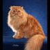 Frances Harshaw - Facebook