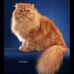 Frances Harshaw - Facebook