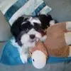 francesharvey08 - @francesharvey08 - TikTok