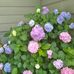 Frances Heavens - Facebook