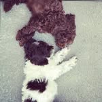 Frances Hazel Maybell & Hudson - @francesandhazel - Instagram