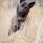 FrancescoHinkle - @francescohinkle - Instagram