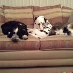 Frances Hobson - @hobsonfrances - Instagram