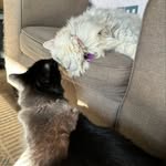 Tessa & Frances Horton and Honey Kiernan - @only_pets.by_claireeh - Instagram