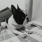 Hulk 🐶👑 - @frances_hullk - Instagram