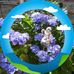 Frances Hurst - Facebook