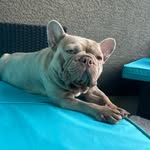 Kaiser - @kaiser_el_bulldog_frances - Instagram