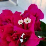 Francesca 🌺 - @frances.katze - Instagram