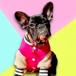 🎀 ᴷᵉⁿᵈᵃˡˡ ˡᵃ ᶠʳᵉⁿᶜʰⁱᵉ 🎀 - @kendallbulldog_frances - Instagram