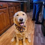 Frances Lang - @superpets_lang - Instagram