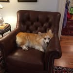 FLW Corgi - @franceslightfootwyattcorgi - Instagram