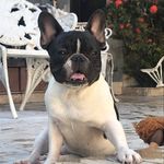 Lock Braz - Bulldog Francês - @lockbrazbulldogfrances - Instagram